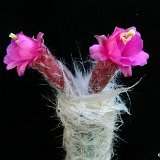 Oreocereus (ex Morawetzia) doelziana ssp sericata JL (flowers may vary from bright orange to purple)  (Only one plant is available per size - Une seule plante est disponible par taille)
